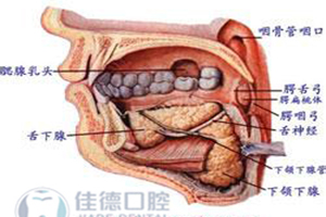 根尖牙病的癥狀及鑒別診斷究竟是怎么樣的？